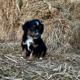 Jet - Black tri male Miniature American Shepherd puppy in Ava, Missouri from Blue Blood Mini Aussies
