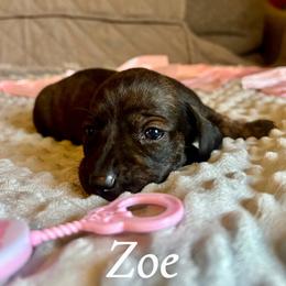 Zoe - Brindle female Dachshund puppy in Aiken, South Carolina from State Eight Dachshunds