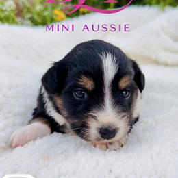 Coral - Black tri female Miniature Australian Shepherd puppy in Valley Center, California from DLT MiniAussie