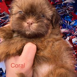 Coral - Liver female Shih Tzu puppy in Russellville, Kentucky from The Patriot Tzu
