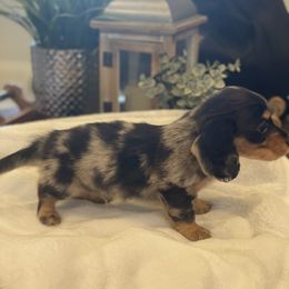 Dachshund and Goldendoodle Puppies from Redlands Farm