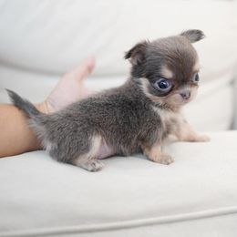 Chihuahua Puppies from Petits Chihuahuas