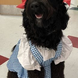 Goldendoodles from Ruby’s Doodles of Mississippi