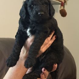 Bones - Black male Goldendoodle puppy in Lexington, North Carolina from Southern Grace Acres