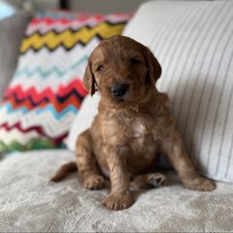 Rusty - Red  male Goldendoodle puppy in Fayetteville, Arkansas from Mountain Grove Doodles