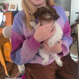 Girl 2 - Chocolate female Havanese puppy in Melba, Idaho from Lawson Havanese