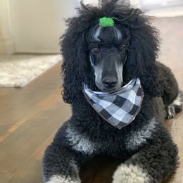 Poodles from Precisely Poodles