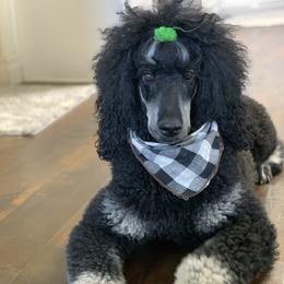 Poodles from Precisely Poodles
