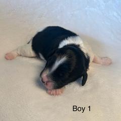 Sweet boy 1 - Black and white male Springerdoodle puppy in Tempe, Arizona from Springerdoodles Plus AZ