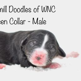 Green Collar - Australian Labradoodle puppy in Mill Spring, North Carolina from Watermill Doodles of WNC