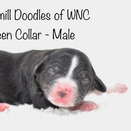 Green Collar - Australian Labradoodle puppy in Mill Spring, North Carolina from Watermill Doodles of WNC
