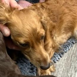 Sadie - Dachshund