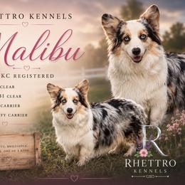 Malibu - American Corgi