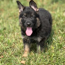 No collar female - Black and tan female German Shepherd puppy in Osco, Illinois from Sonnenhügel Kennel, LLC