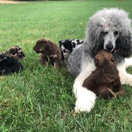 Poodle and Aussiedoodle Puppies from Signature Doodles