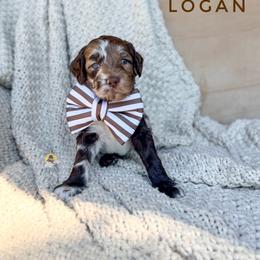 Logan - Merle male Goldendoodle puppy in Dallas County, Texas from Dream A Little Doodle