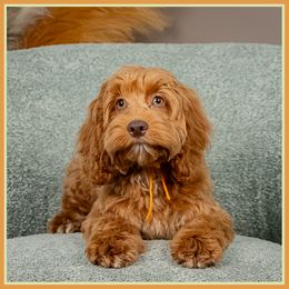 Liam - Red male Cockapoo puppy in Connersville, Indiana from Deaz Doodle Ranch