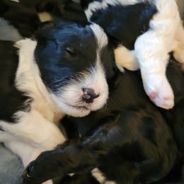 Cavapoo Puppies from Maggie's Cavapoo Puppies