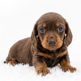 Ace - Chocolate and tan male Dachshund puppy in Desloge, Missouri from Snows Doxies