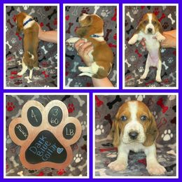 Basset Hound Puppies from Cam’s Country Bassets