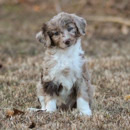 Aussiedoodle Puppies from Amos and Oak Doodles