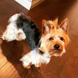 Zoe - Yorkshire Terrier