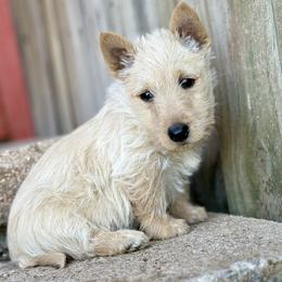 Blizzard (yellow) - Wheaten female Scottish Terrier puppy in Chattanooga, Oklahoma from Lottie Dottie Scottie’s and Papillons