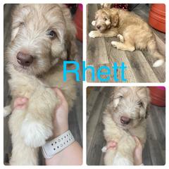Aussiedoodle and Bordoodle Puppies from Holland Hilltop Farm