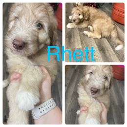 Aussiedoodle and Bordoodle Puppies from Holland Hilltop Farm