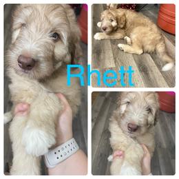Aussiedoodle and Bordoodle Puppies from Holland Hilltop Farm