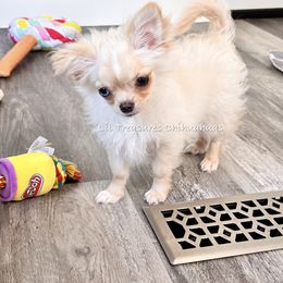 Almond - Cream and white male Chihuahua puppy in Anderson, South Carolina from Lil Treasures Chihuahuas