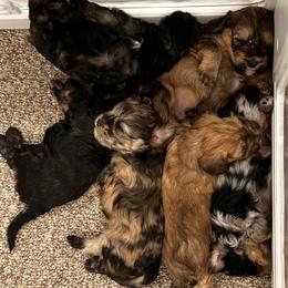Schnoodle puppies from Rpuppies
