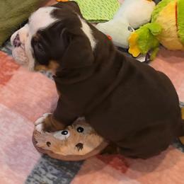 Bear - Chocolate tri-color male Bulldog puppy in Harrisburg, Pennsylvania from Central PA WiggleButts Bulldogs