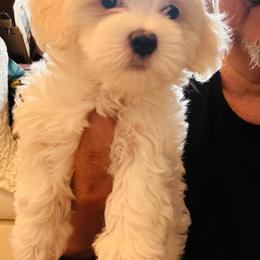 Girl K4 - White female Maltipoo puppy in Las Vegas, Nevada from Maltipoo_vegas