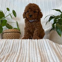 Cavapoo Puppies from White Creek