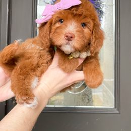 Bernedoodle and Cavapoo Puppies from Wonderful World Doodles