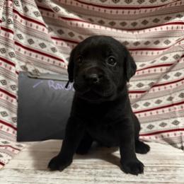 Raven - Black female Labrador Retriever puppy in Wittmann, Arizona from AM Labradors
