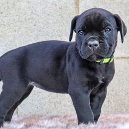 Neon green girl - Black female Cane Corso puppy in Caliente, California from Rafter Cross 7
