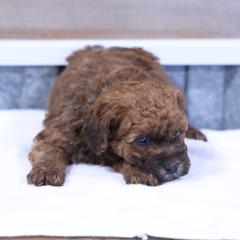 Jack - Red male Whoodle puppy in West Bend, Iowa from Blue Skies Terriers