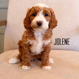 Jolene - Red  female Goldendoodle puppy in Glendale, Arizona from Follow Your Bliss Doodles
