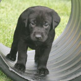 Labrador Retrievers from Kingseed Kennels