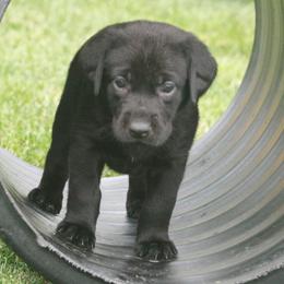 Labrador Retrievers from Kingseed Kennels