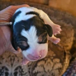 Pink Collar - Black tan and white female Beagle puppy in Knoxville, Tennessee from River Valley Hounds