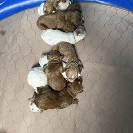 1st pick-female - Red  female Goldendoodle puppy in Wayland, New York from Loris Pampered Pooches💕