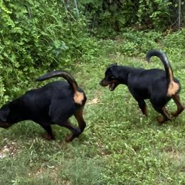 German Shepherd, Pembroke Welsh Corgi, and Rottweiler Puppies from Blitzenhaus Working Dogs