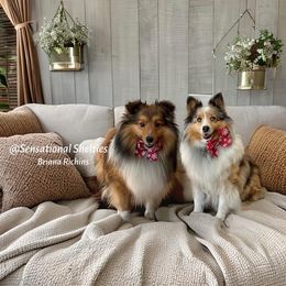 Toy Shetland Sheepdog puppies from Sensational Shelties