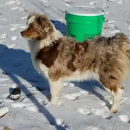 Miniature Australian Shepherd and Toy Australian Shepherd All Grown Up from Long's lil Aussies
