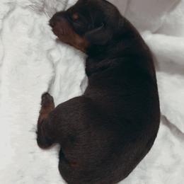 Cindy Lou - Black and tan female Dachshund puppy in San Diego, California from Enchantables