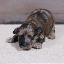 Jingle - Merle male Whoodle puppy in West Bend, Iowa from Blue Skies Terriers