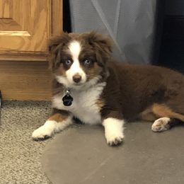 4C Lady In Red - Toy Australian Shepherd